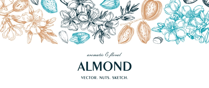 Almond background. Blooming branches, flowers, almond nut sketches. Hand drawn vector illustration. Botanical banner. NOT AI generated